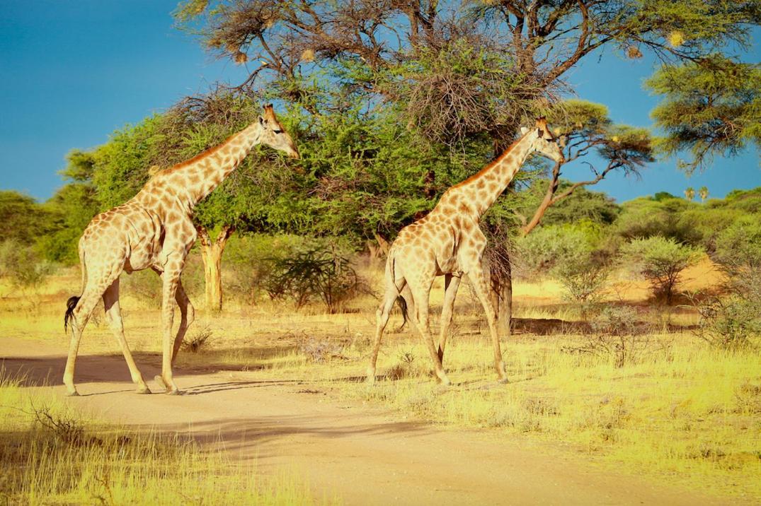 Otjiwa Safari Lodge Otjiwarongo Dış mekan fotoğraf